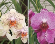 Como Regar Orquídeas (15)