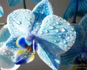 Como Regar Orquídeas (16)