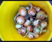 como-semear-cebolas (1)