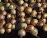 como-semear-cebolas (8)