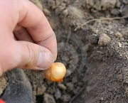 como-semear-cebolas (9)