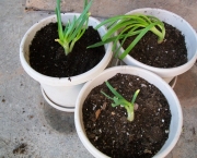 como-semear-cebolas (10)