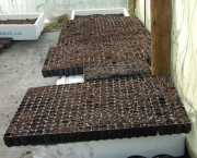 como-semear-cebolas (11)