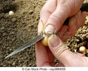 como-semear-cebolas (12)