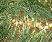 como-semear-cebolas (13)