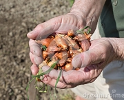 como-semear-cebolas (15)