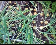 como-semear-cebolas (17)