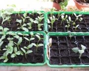 como-semear-cebolas (18)
