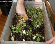 compostagem-como-fazer (16)
