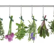 conselhos-para-ter-plantas-aromaticas-em-casa (4)
