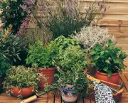 conselhos-para-ter-plantas-aromaticas-em-casa (5)