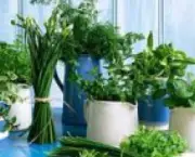 conselhos-para-ter-plantas-aromaticas-em-casa (8)