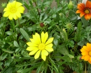 cultivar-flores (12)