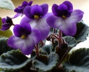 300x225xpansy_african_violet-300x225.pagespeed.ic.Xf6mrVytcJ