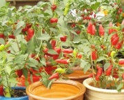 515680-pimentas-como-cultivar