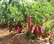 cultivar+pimenta+jalapeno+brs+saracura_000guve2xzz02wx7ha0g934vgc4z6ess