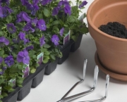 plantando-violetas