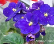 Violetas como cultivar 015 1