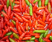 cultivo-da-pimenta (1)