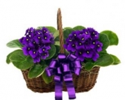 violetas1