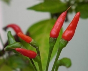 cultivo-da-pimenta (4)