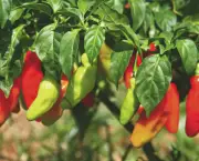 cultivo-da-pimenta (6)