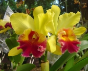 cultivo-de-orquideas (15)