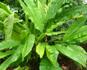 cyclanthus-mapua (2)