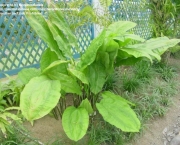 cyclanthus-mapua (3)