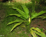 cyclanthus-mapua (4)