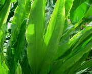 cyclanthus-mapua (6)