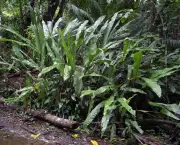 cyclanthus-mapua (7)