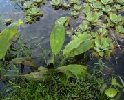 cyclanthus-mapua (8)