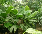cyclanthus-mapua (11)