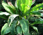 cyclanthus-mapua (12)