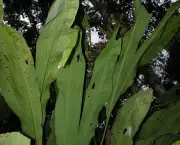 cyclanthus-mapua (13)