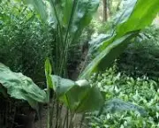 cyclanthus-mapua (17)