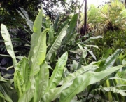 cyclanthus-mapua (18)