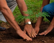 Plantar uma Arvore (3)