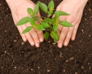 Plantar uma Arvore (4)