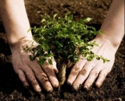 Plantar uma Arvore (5)