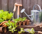 Dicas de Jardinagem para Sua Casa (9)