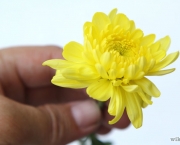 Dicas Para Conservar Flores em Geral (3)