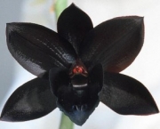 Orquídea-negra-flor-nacional-de-Costa-Rica-300x228.jpg