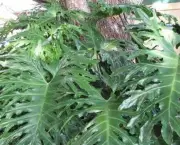 filodendro-variegata-3-600x330