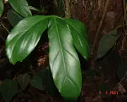 Philodendron holtonianum Schott