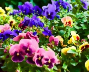 jardim-de-flores-3