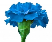Flor Cravo Azul (3)