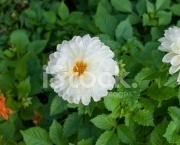 Flor Dália Branca Significado (1)