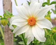 Flor Dália Branca Significado (2)